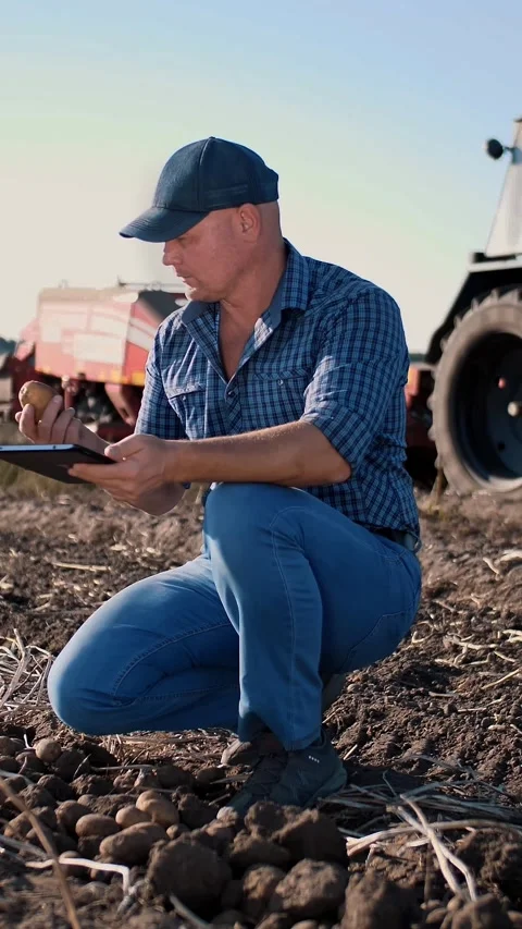 Potato harvesting. farmer using digital tablet. on farm field, on farm machinery Stock Footage 314236627