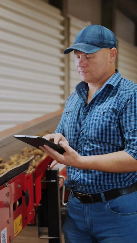 Potato harvesting. Farmer is using digital tablet. on backdrop, freshly picked Stock Footage 314434555