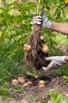 Potato harvesting Stock Photos