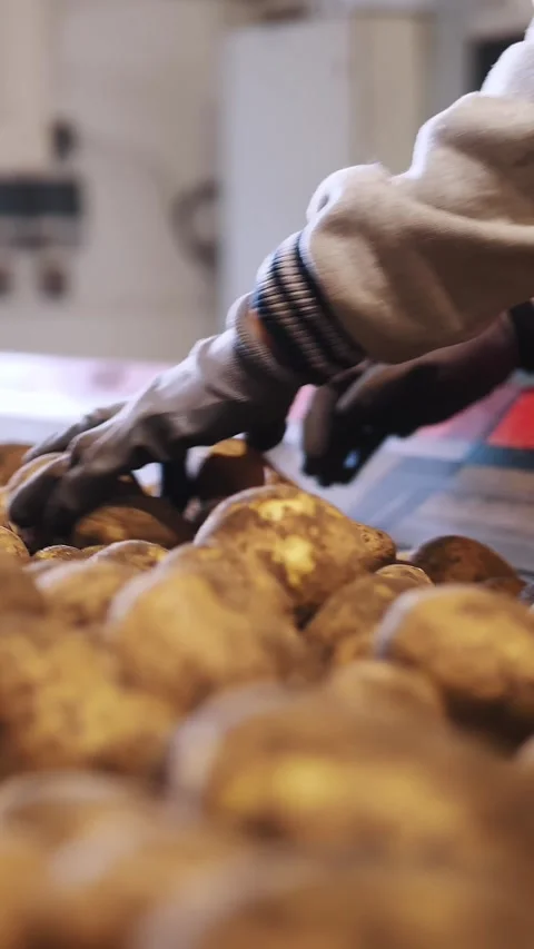Potato harvesting. sorting potatoes. close-up. Skilled workers, in gloves, sort Stock Footage 308157674