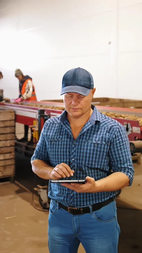 Potato harvesting. sorting potatoes. farmer inspects quality of potato crop, Stock Footage 313734705