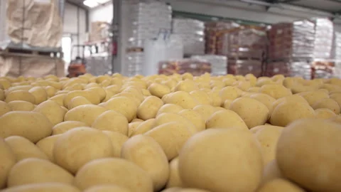 Potato harvesting in a warehouse. Horizontal version. Vídeos de archivo 336327742