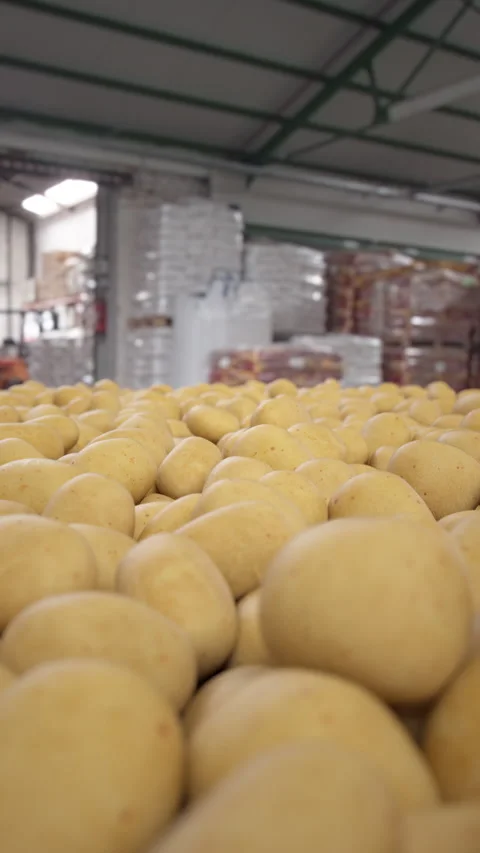 Potato harvesting in a warehouse. Vertical version. Vídeos de archivo 336327196
