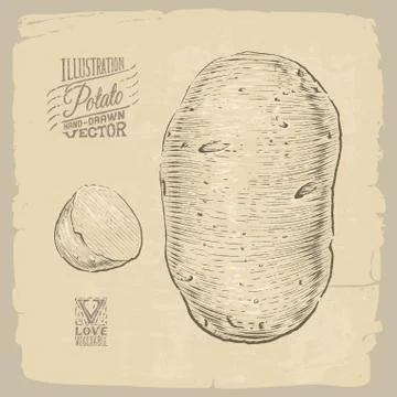 Potato illustration Stock Illustration