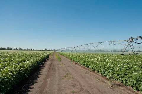 Potato irrigation Stock Photos