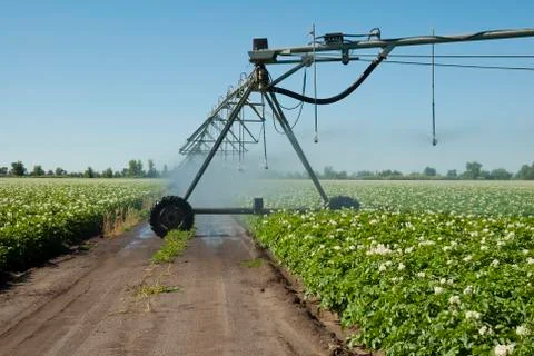 Potato irrigation Stock Photos