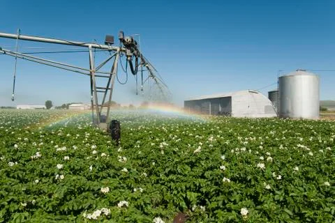 Potato irrigation Stock Photos