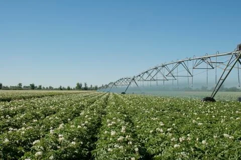 Potato irrigation Stock Photos