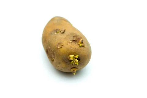 Potato isolated image. Stock Photos