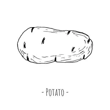Potato. Isolated object on a white background. Vector illustration. Stock Illustration
