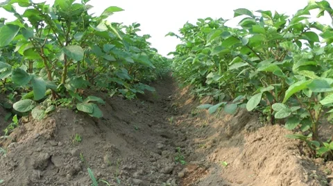 Potato on a kitchen garden Видео 8524809
