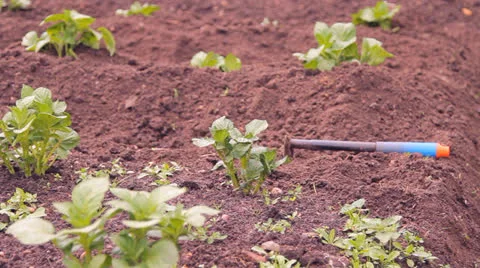 Potato in a kitchen garden to weed Stock-Footage 25329235