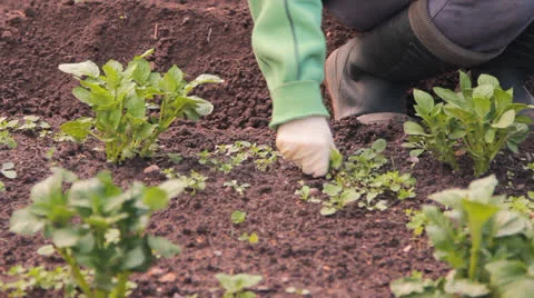 Potato in a kitchen garden to weed Stock-Footage 25396593