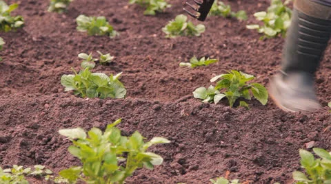 Potato in a kitchen garden to weed Stock Footage 25413051