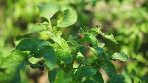 Potato leaf beetle on young potato tops Stock Footage 137071437