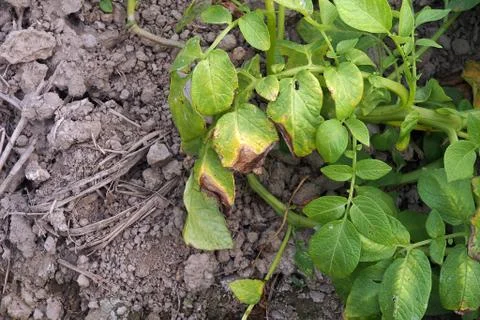 Potato leaf disease symptom, early blight disease Stock Photos