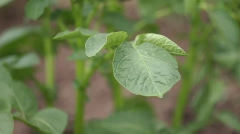 Potato leaf Stock-Footage 51833435