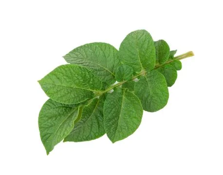 Potato leaf Stock Photos