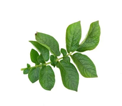 Potato leaf Stock Photos