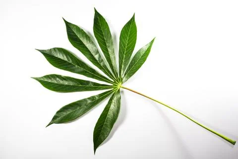 Potato leaf Stock Photos