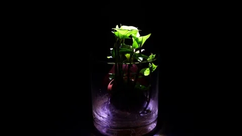 Potato leaves Stock Footage 312508383