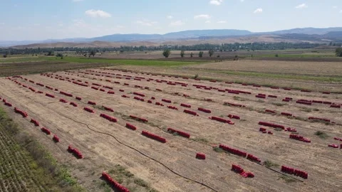Potato Onion Field Video stock 331953196