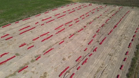 Potato Onion Field Stock Footage 332654080