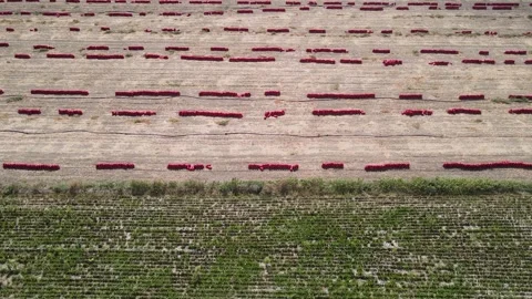 Potato Onion Field 스톡 동영상 332704067
