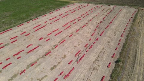 Potato Onion Field 스톡 동영상 332726620