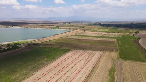 Potato Onion Field Stock-Footage 333011232