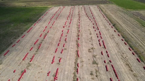 Potato Onion Field Video stock 333133564