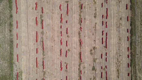 Potato Onion Field Видео 333469079