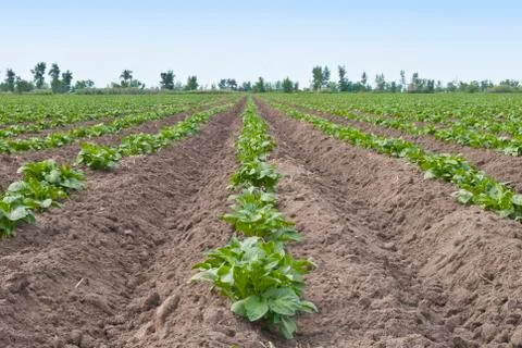 Potato patch Stock Photos