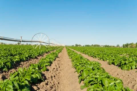 Potato patch Stock Photos