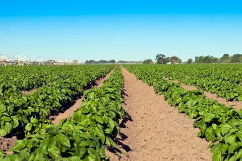 Potato patch Stock Photos