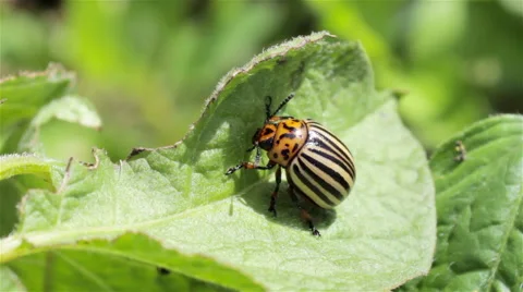 Potato pest 스톡 동영상 58019478