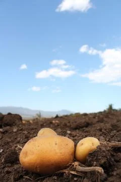 Potato Stock Photos