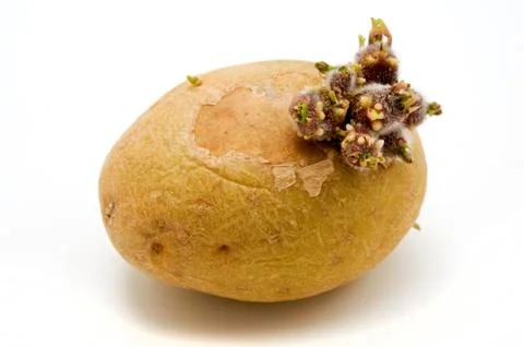 Potato Stock Photos