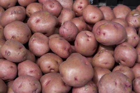 Potato Stock Photos