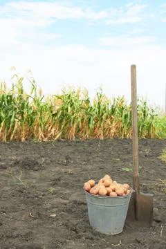 Potato Stock Photos