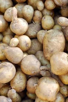 Potato Stock Photos