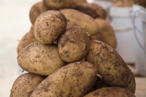 Potato Stock Photos