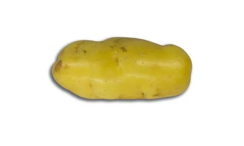 Potato. 스톡 사진