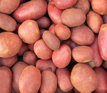Potato pile Foto stock