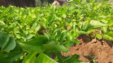 Potato plant. Stock Footage 156198757