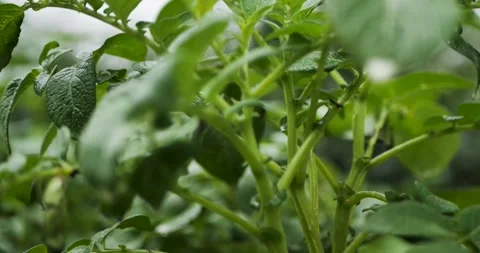 Potato plant Vídeo Stock 199620152