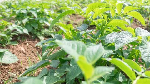 Potato plant growing on the soil in the vegetable garden Stock Photos