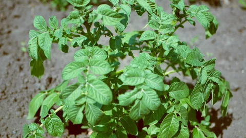 Potato plant grows in the ground Stock Footage 118199367