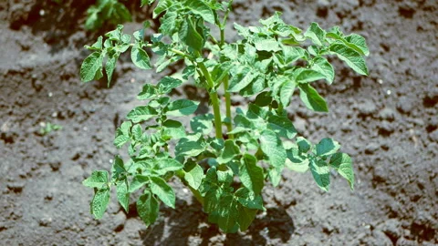 Potato plant grows in the ground Stock Footage 118199654