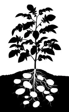 Potato plant Stock-Illustration